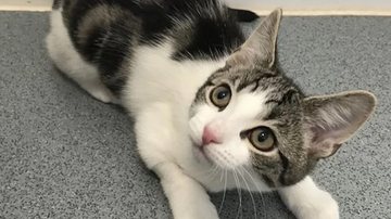 Reprodução / Cats Protection