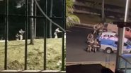 Reprodução/ Vídeo