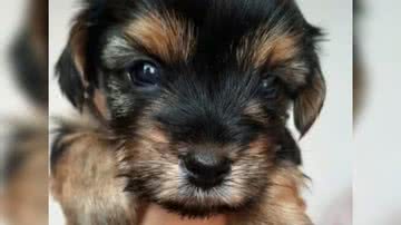 Reprodução/ Vídeo