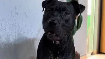 Reprodução/RedesSociais