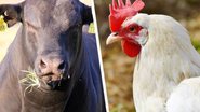 Dados levam em consideração galinhas, frangos, bois e vacas - Reprodução