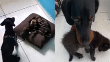 Cachorro 'adota' gata e vídeo super fofo conquista o coração dos