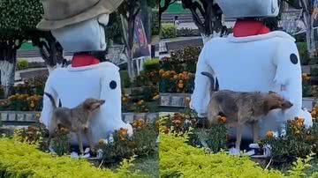 Reprodução/TikTok @belinha_pitmonster