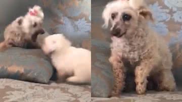 Imagem Cadela idosa se irrita com animação exacerbada de filhote; assista