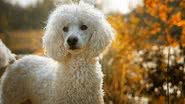 Freepik|