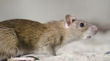 Ilustrativa / FreePik