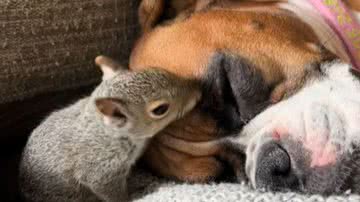 Reprodução/RedesSociais