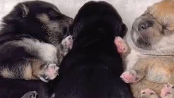 Reprodução/RedesSociais