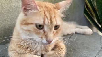 Arquivo Pessoal / Amanda Ferreira