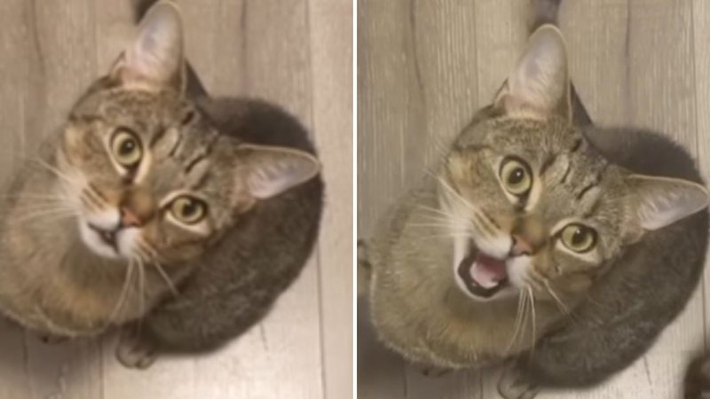 Vídeo: Gato surpreende tutora gringa ao falar em português: 'é brasileiro