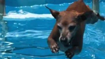 Reprodução/RedesSociais