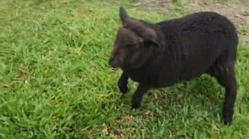 Reprodução/RedesSociais