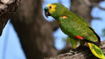 Ilustrativa / FreePik