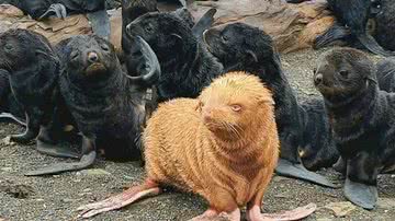 Reprodução / Vladimir Burkanov