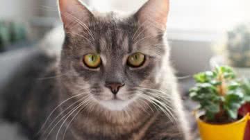 Ilustrativa / FreePik