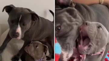 Reprodução / Redes sociais