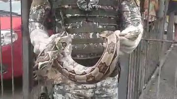 Imagem VÍDEO: Jiboia de quase 2 metros é encontrada próxima a prédio em Salvador