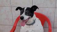 Reprodução// TikTok @quadrilhade4patas