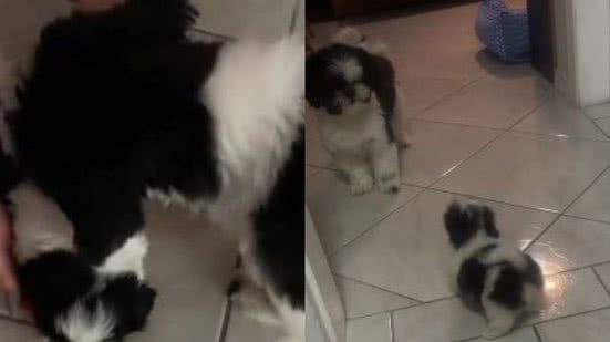 Reprodução// TikTok @bylaurencopetti