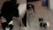 Reprodução// TikTok @bylaurencopetti