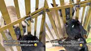 Reprodução// TikTok @danmiraanda