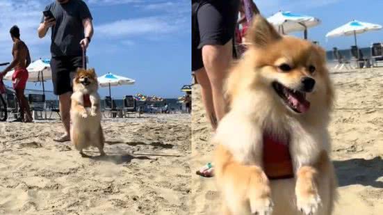 Reprodução// TikTok @tamaratayan