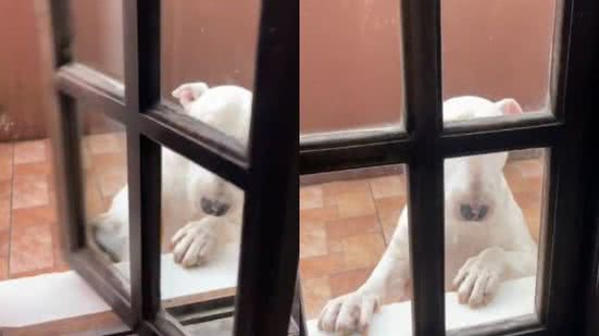 Reprodução/TikTok @ronaldobullterrier