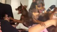 Reprodução// TikTok @cookieenog