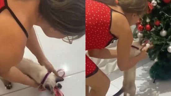 Reprodução// TikTok @ogatofamosodosertao