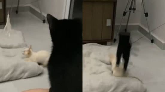 Reprodução// TikTok @larissapfirmino