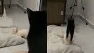 Reprodução// TikTok @larissapfirmino