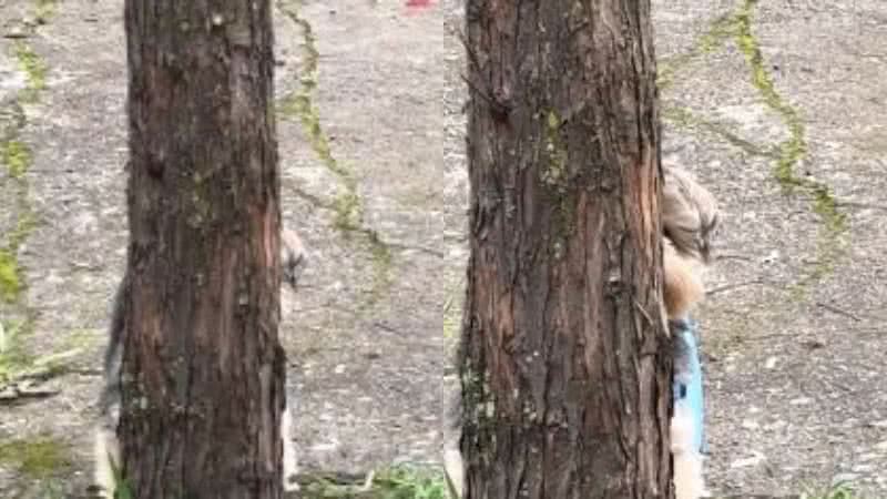 Reprodução// TikTok @esteticista.nm