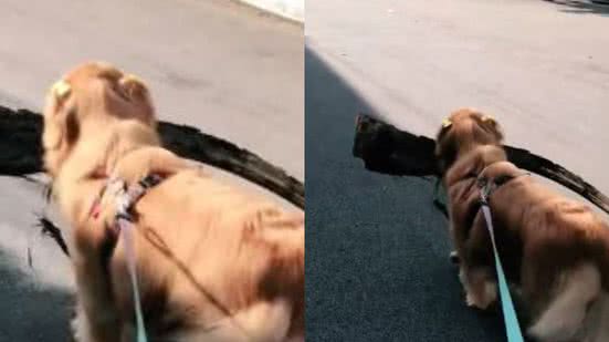 Reprodução//TikTok @lialbritoo