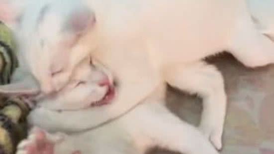 Reprodução//TikTok @kimepipi