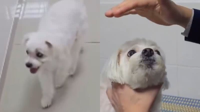 VÍDEO: Cão cego por catarata volta a enxergar e comove web