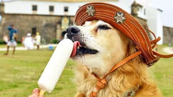 Reprodução / Redes sociais @lampiaocaogaceiro