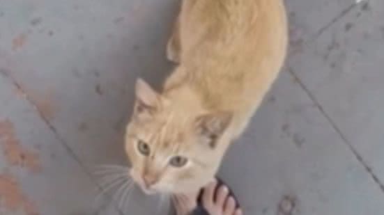 Reprodução / Redes sociais