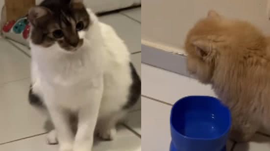 Reprodução / Redes sociais