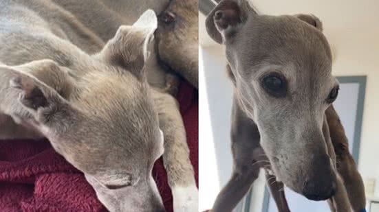 Reprodução / Redes sociais @jewel_iggies