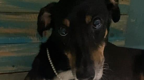 Reprodução / Redes sociais @zacaoliveira