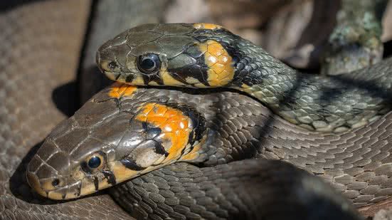 Ilustrativa / Pixabay