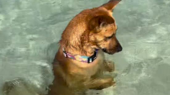 Reprodução / Redes sociais @carapretacaramelo