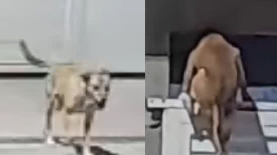 Reprodução / Redes sociais