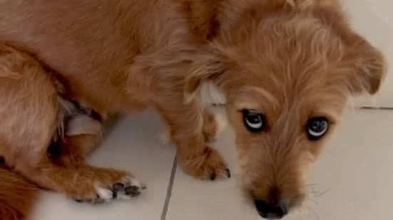 Reprodução / Redes sociais