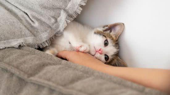 Ilustrativa / FreePik