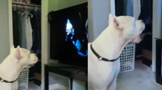 Reprodução / Redes sociais