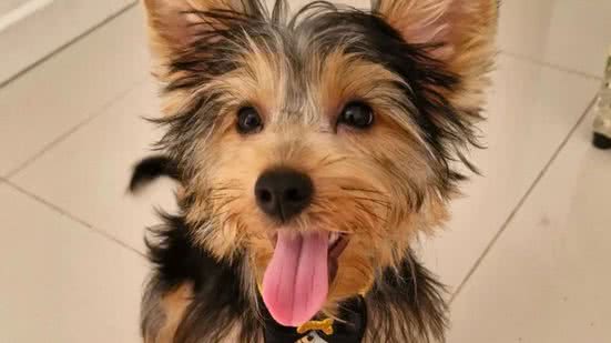 Reprodução / Redes sociais  @pippohibbeler