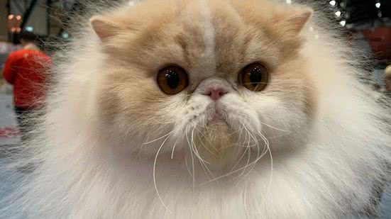 Reprodução / Redes sociais @gatillibelulaazul