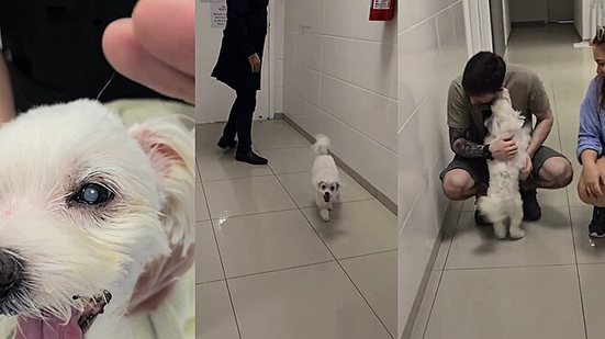 Reprodução Instagram @oftalmologiaveterinariaoficial