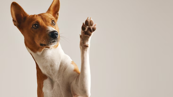 Cães de suporte emocional são garantidos por lei - Reprodução / Freepik